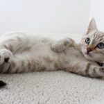 Biaya Perawatan Hewan Peliharaan Perbulan