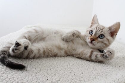 Biaya Perawatan Hewan Peliharaan Perbulan