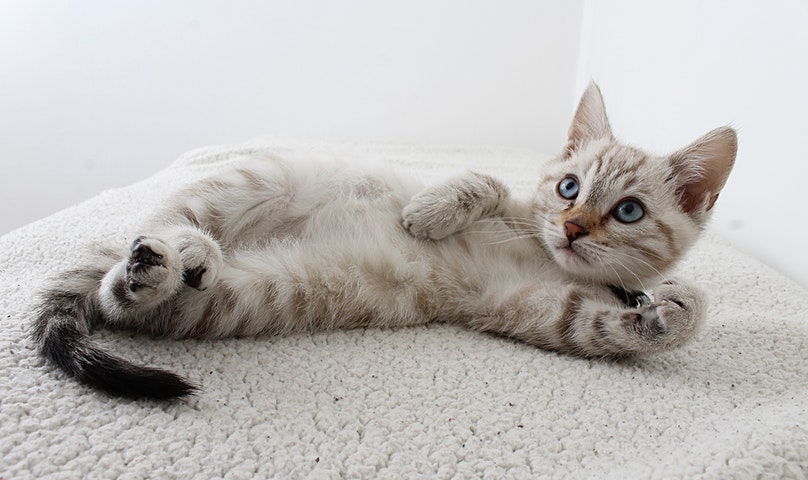 Biaya Perawatan Hewan Peliharaan Perbulan