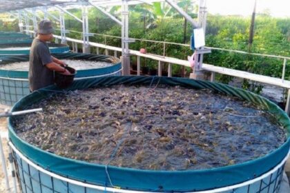 Ide Usaha Ternak Lele untuk Pemula