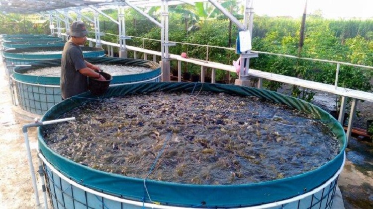 Ide Usaha Ternak Lele untuk Pemula