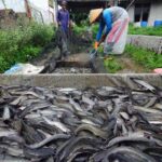 Tips Sukses Usaha Ternak Lele