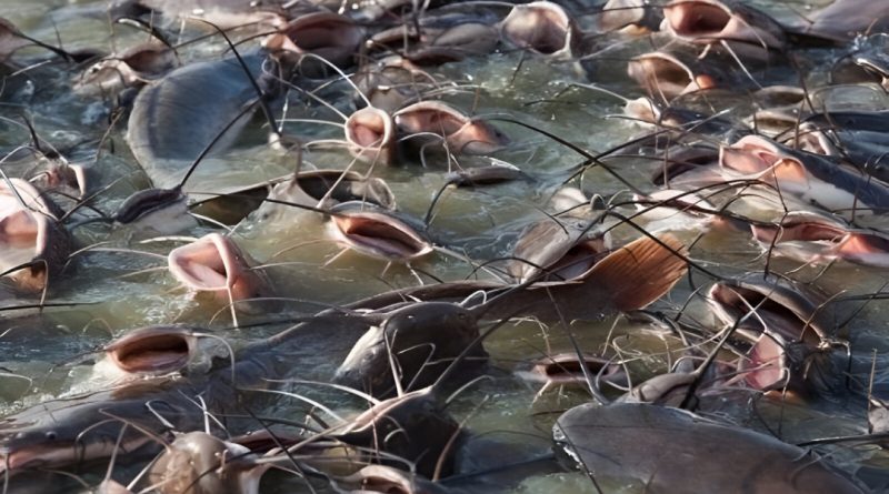 Tips Sukses Usaha Ternak Lele