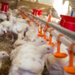 Modal Bisnis Ternak Ayam Potong