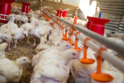 Modal Bisnis Ternak Ayam Potong