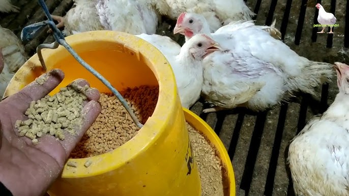 Modal Bisnis Ternak Ayam Potong