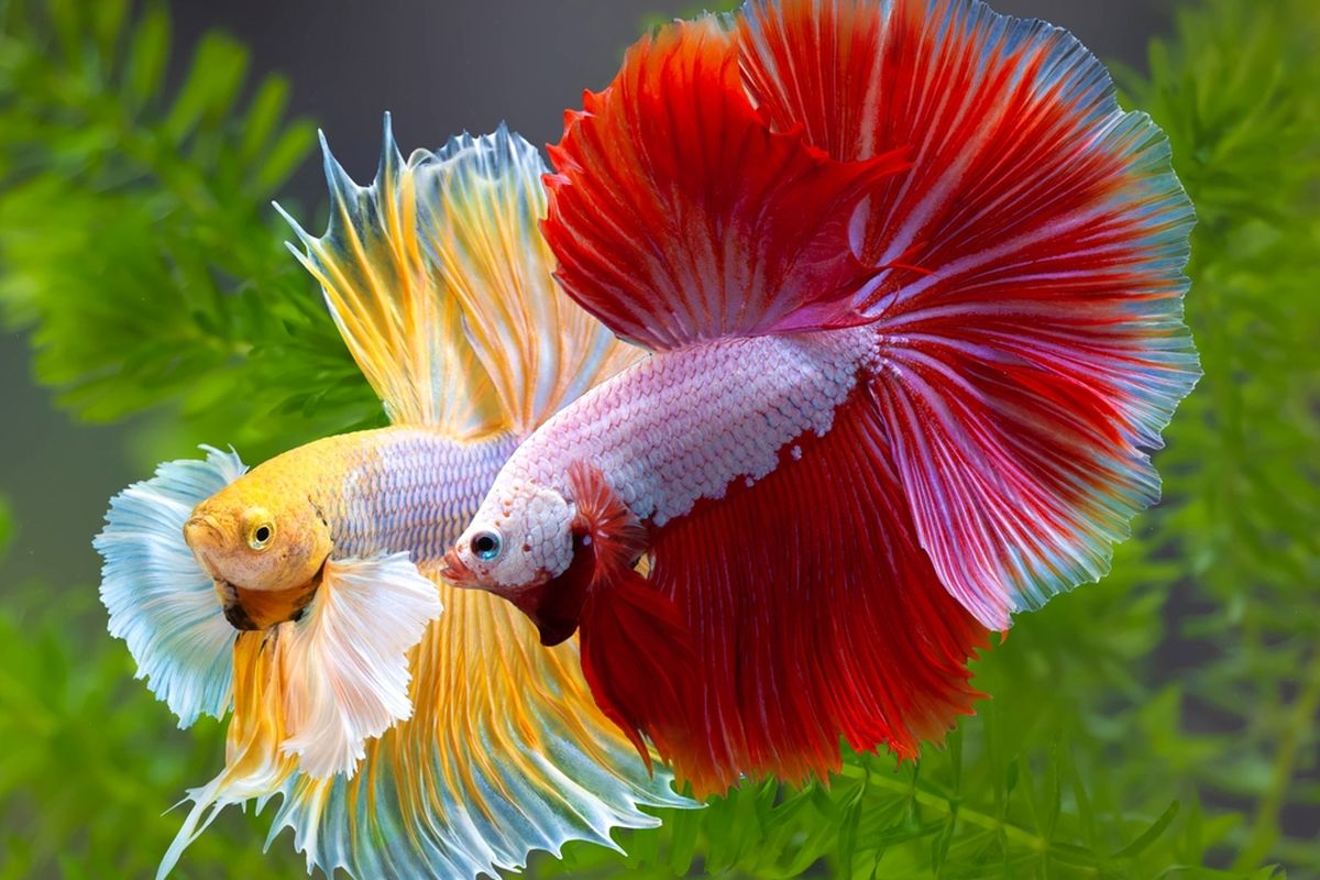 Usaha Budidaya Ikan Hias Modal Kecil